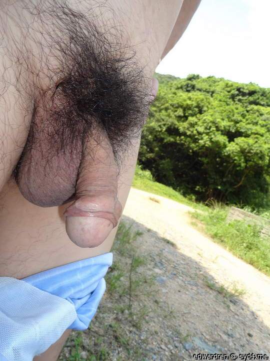 Chinese cock 558
