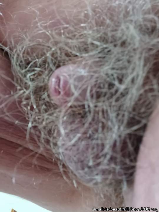 my penis - buried in a wood of hairs