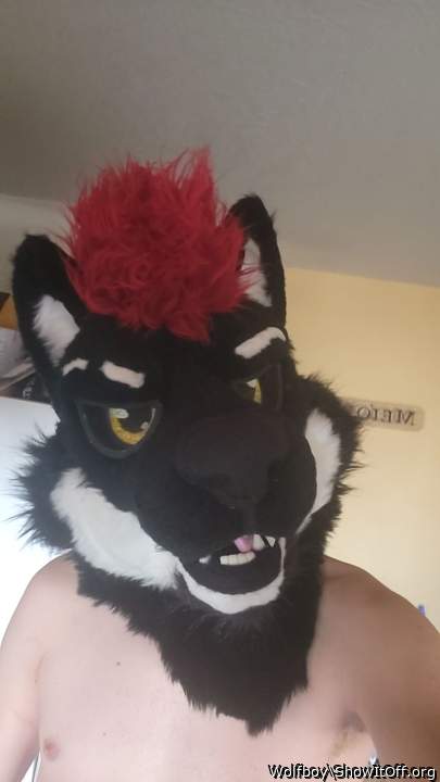 My new Fursuit! Meet Cerus,  the real wolfboy!