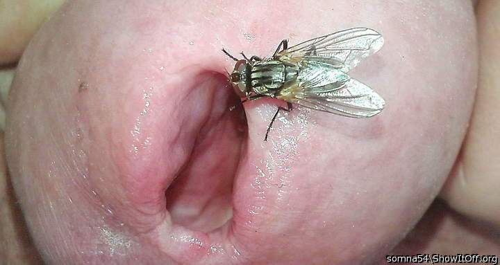 Pierced Hole examinated of fly