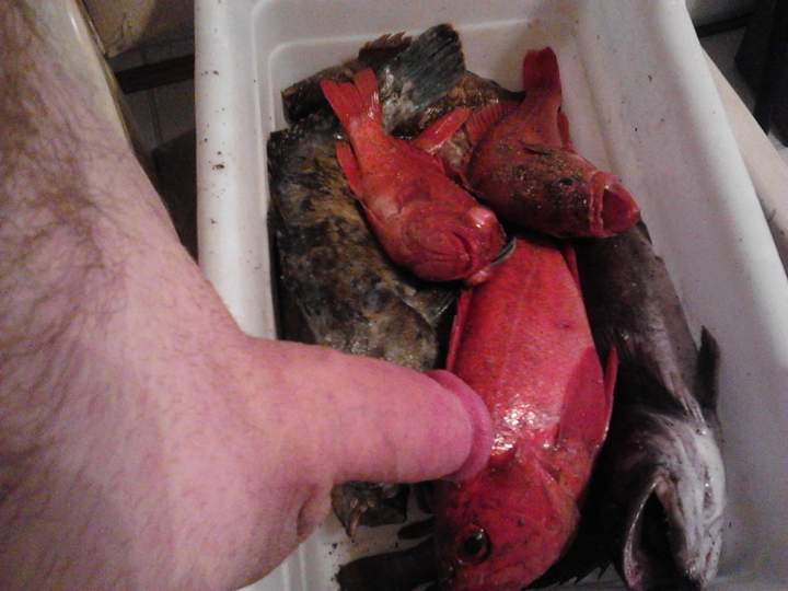 Photo of a boner from fish4free