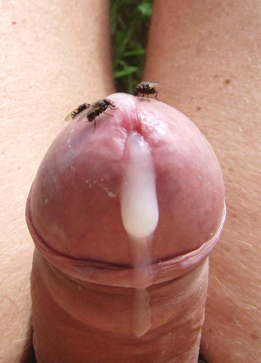 Gadfly plays no good. Cover mosquito sting ant bite. Stimula