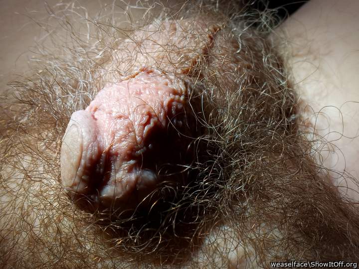 Photo of a ram rod from weaselface