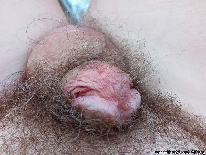 Photo of a cavalier from weaselface