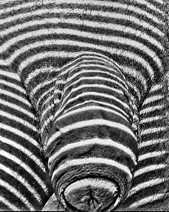    looks sexy ... i love zebras !! 