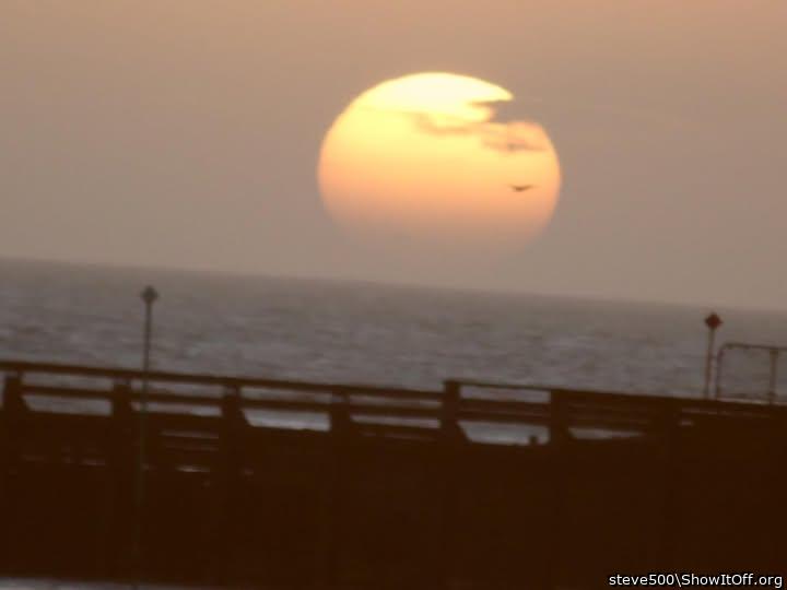 Photo of a pecker from steve500