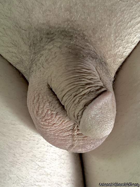 Photo of a cock from Antonek