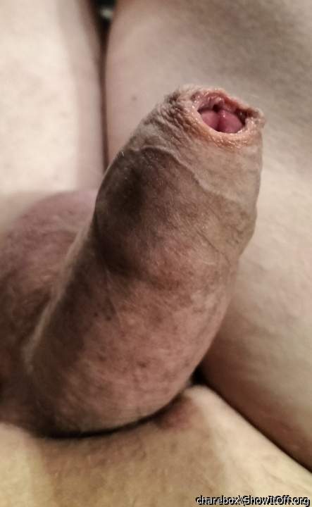 Photo of a middle leg from charebox