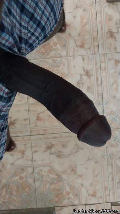 Photo of a bat from Saddam
