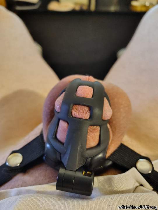 Photo of a rooster from ridist