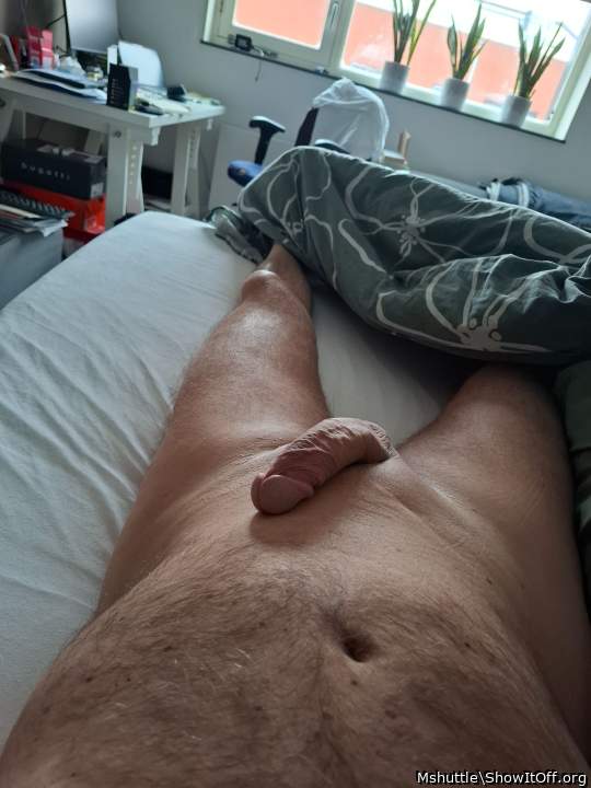 Photo of a lizard from Mshuttle