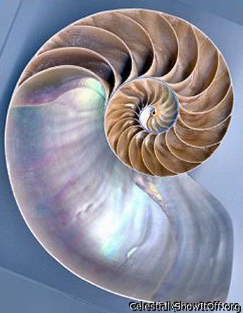 Nautilus Shell (age timeline similar to tree rings?).