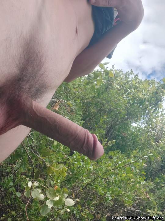 Photo of a lizard from kh4rris895