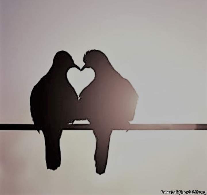 Love Birds [on Valentine's Day?].