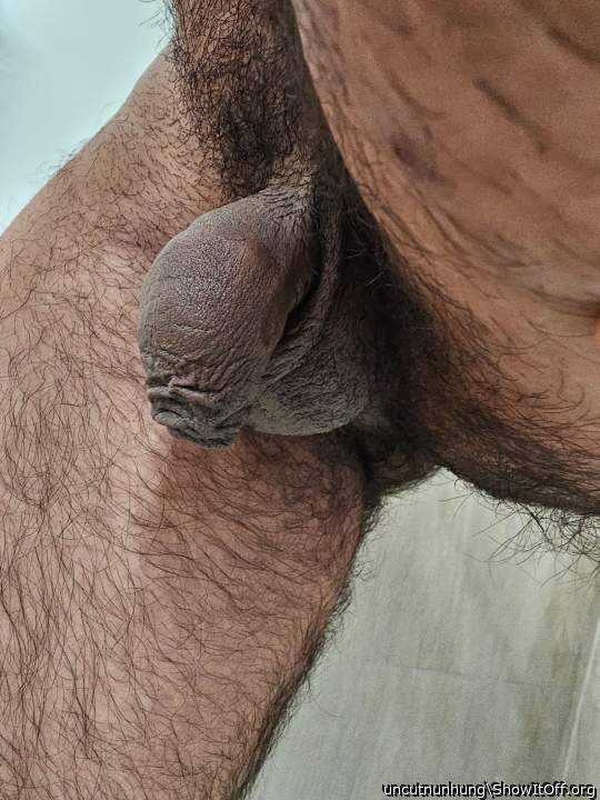 Photo of a lizard from uncutnunhung