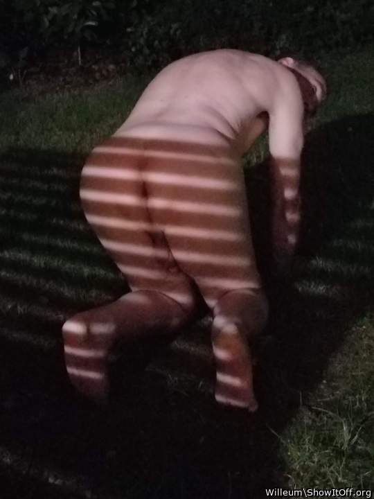 Photo of a weasel from Willeum