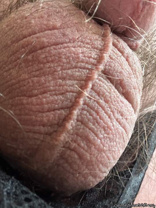 Photo of a rooster from cjsims