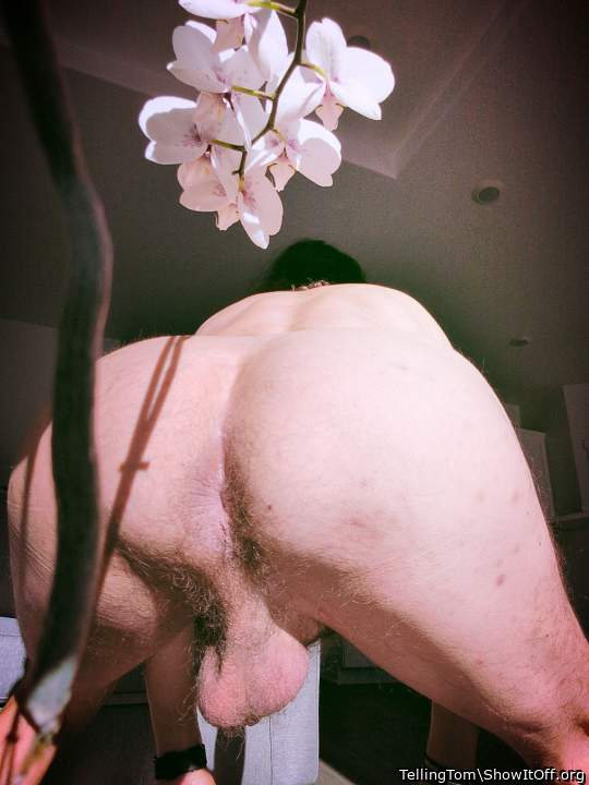 Photo of a short leg from TellingTom
