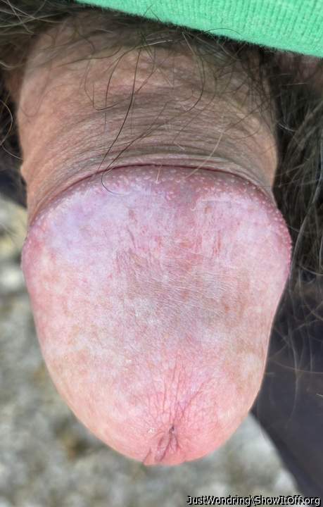 Photo of a bat from JustWondring