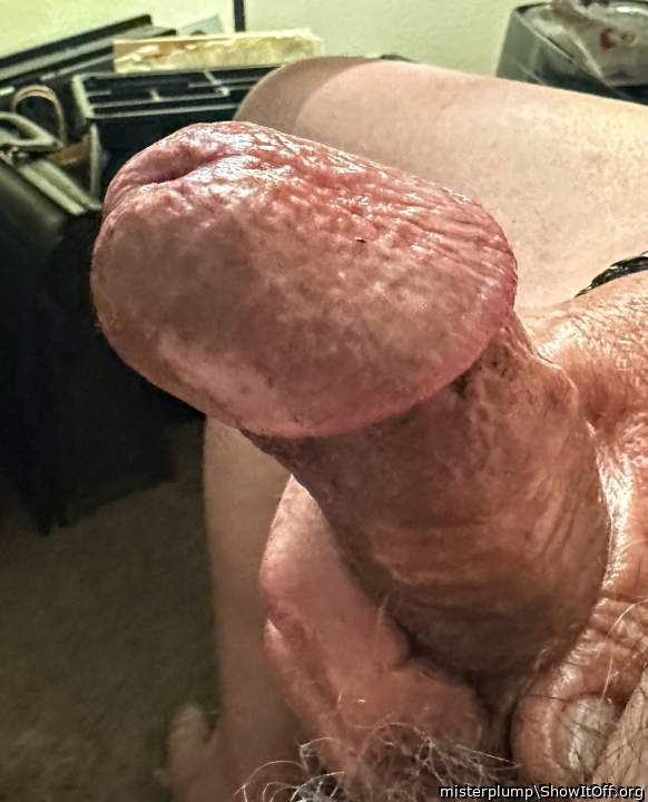 Photo of a python from misterplump