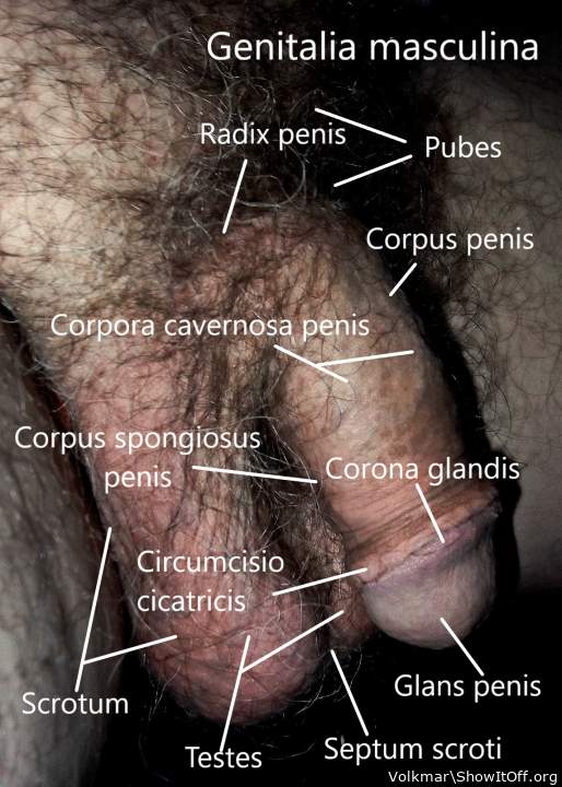 Male Anatomy4