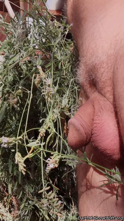Waiting for lavender harvest