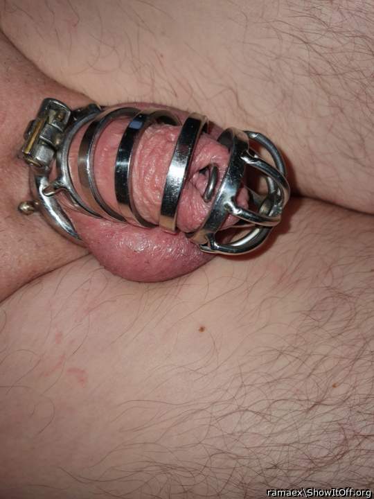 caged cock