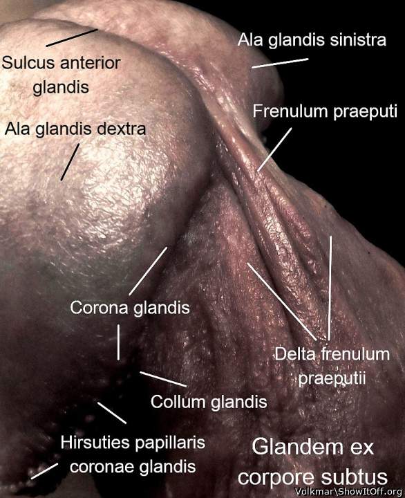 Male Anatomy3