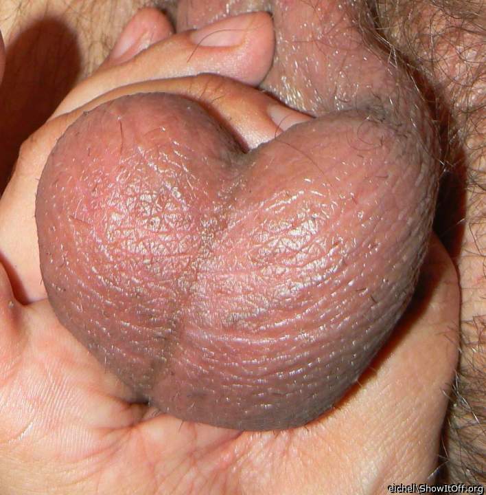 Testicles Photo from eichel