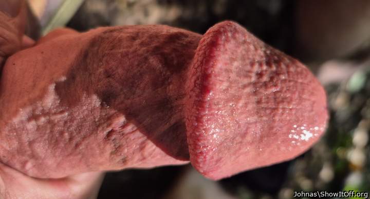Photo of a middle leg from Johnas