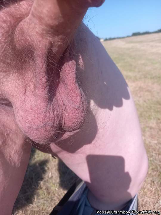Photo of a weasel from Rob1988farmboy