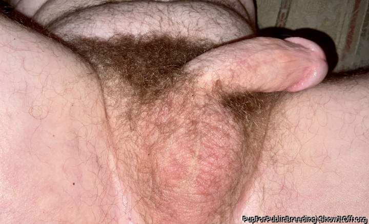 Testicles Photo from PupForPublicBreeding