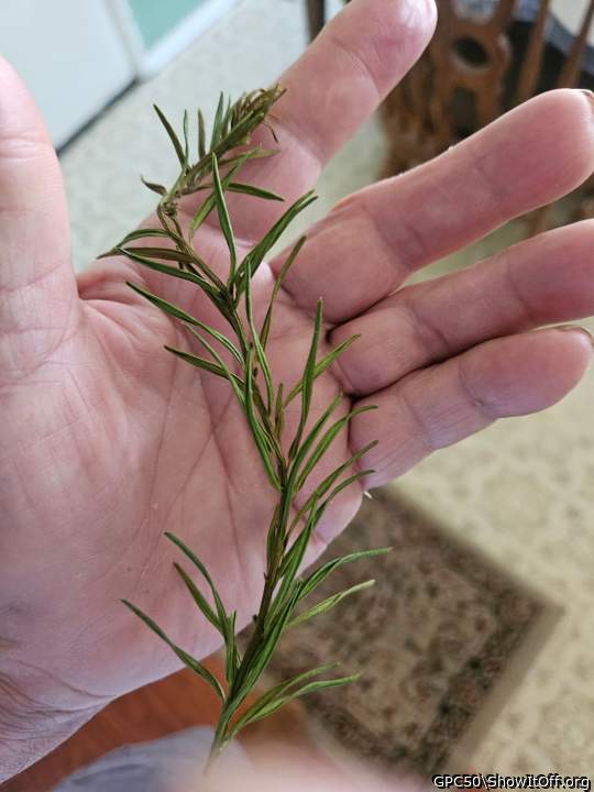 Nice rosemary sprig