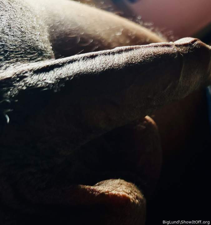 Photo of a weasel from BigLund