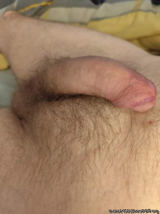 Photo of a python from mans1483