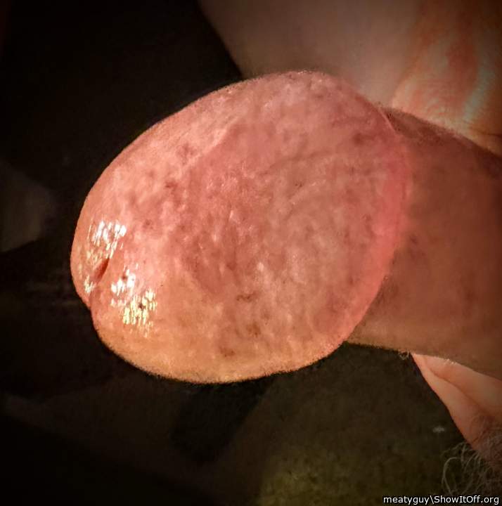 Photo of a cavalier from meatyguy