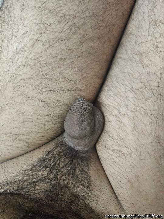 Photo of a python from uncutnunhung