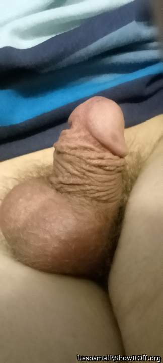 Photo of a python from itssosmall