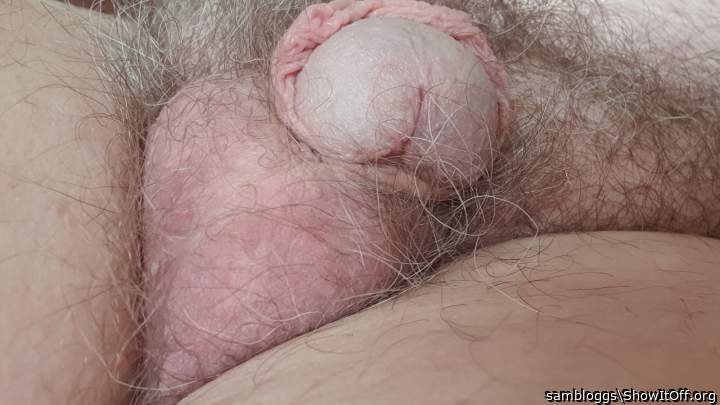 Photo of a cock from sambloggs