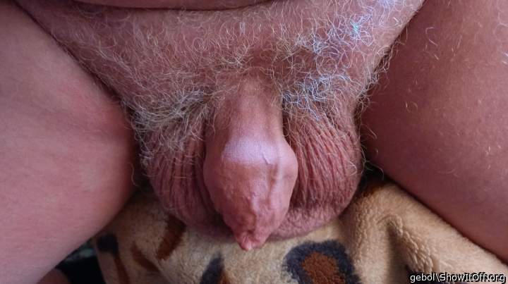 Photo of a sausage from gebol