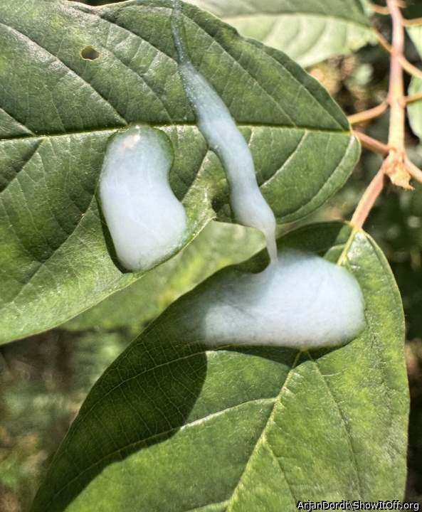 Photo of a stiffie from ArjanDordt