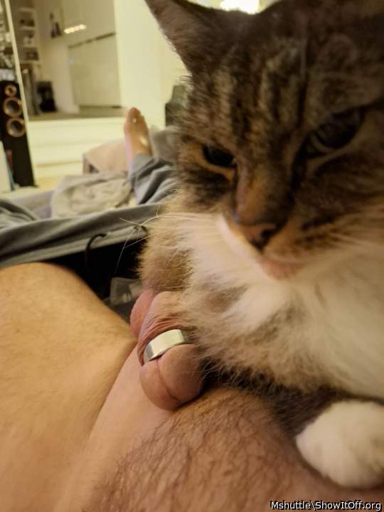 Photo of a horn from Mshuttle