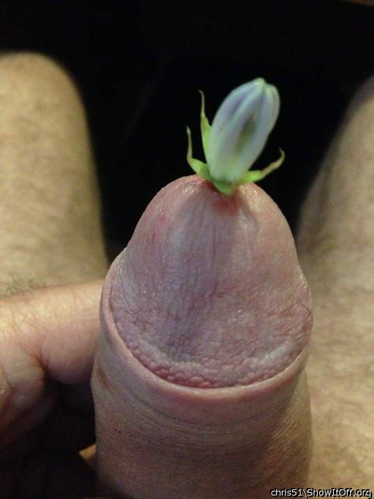 I wanted a dick wanking bud but not like this!