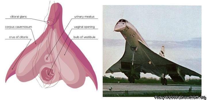 Concorde de vulva