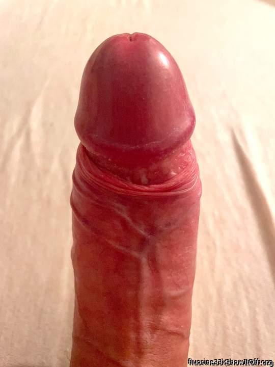 Photo of a cavalier from fluorine33