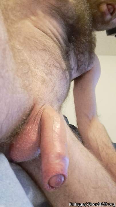 Photo of a weasel from Kinkyguy