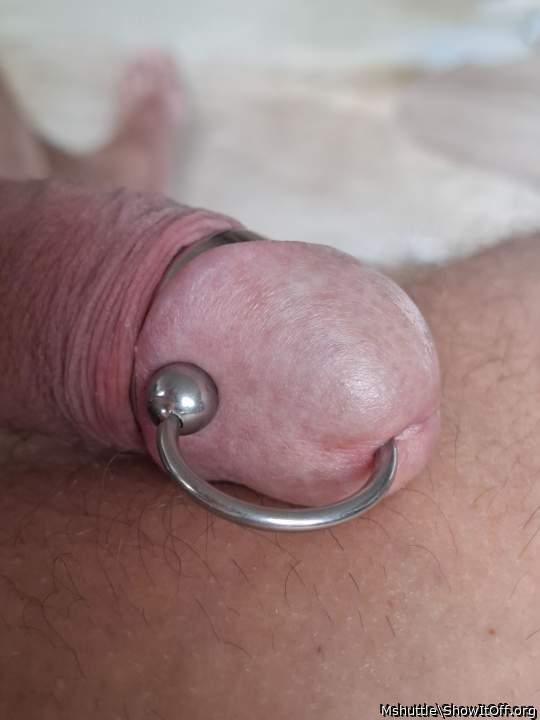 Photo of a cock from Mshuttle