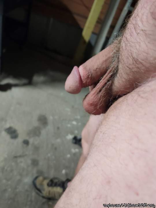 Photo of a bat from myhouse#3