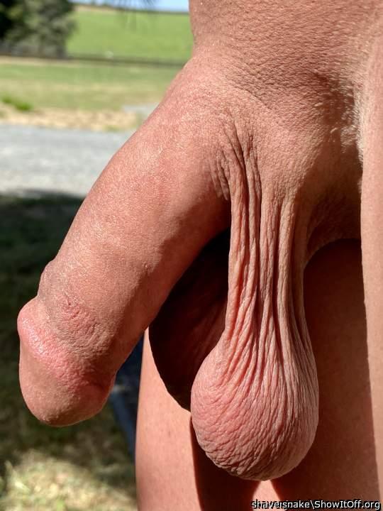 Photo of a penile from snake