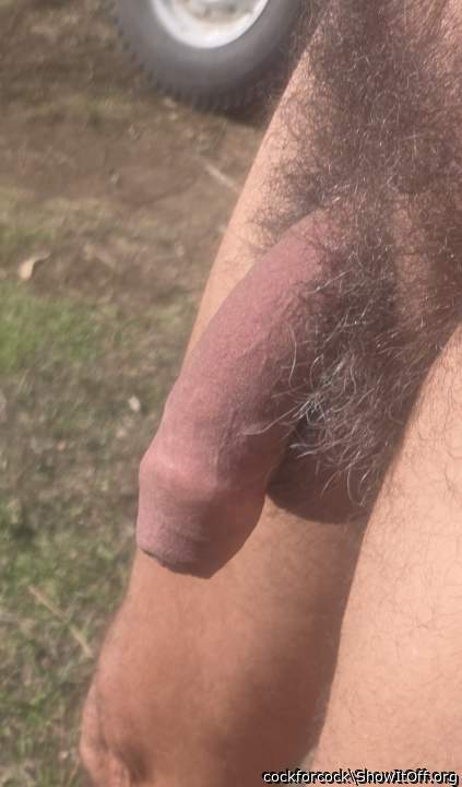 Penis